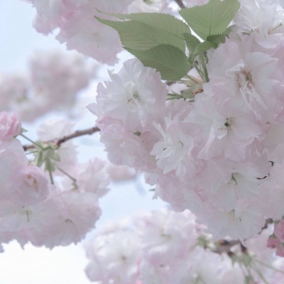 呼伦贝尔FurryQQ群介绍